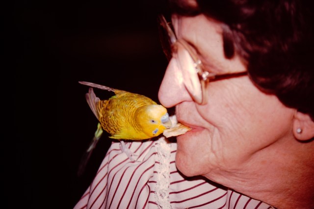 Grandma and the bird