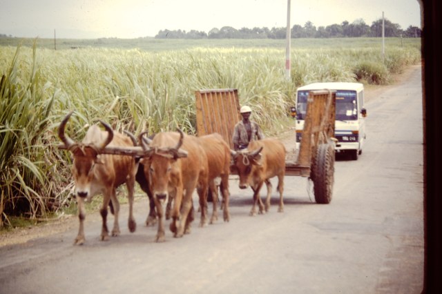 My beautiful picture